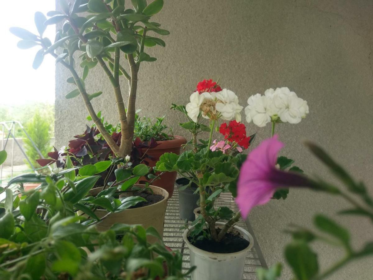 Guest House Vista Сигнахи Екстериор снимка